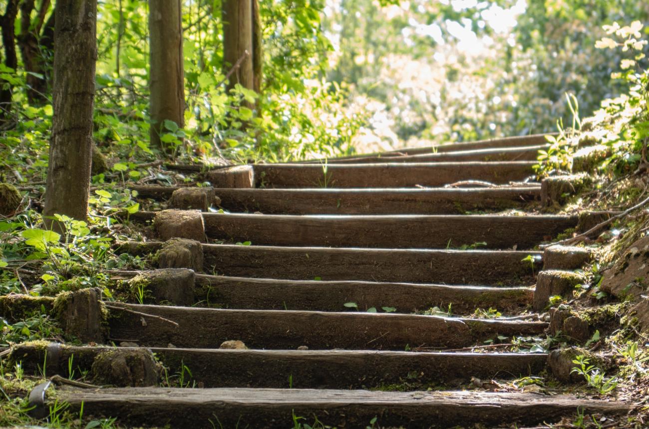 Stone steps surrounded by trees and foliage, leading to a bright sky