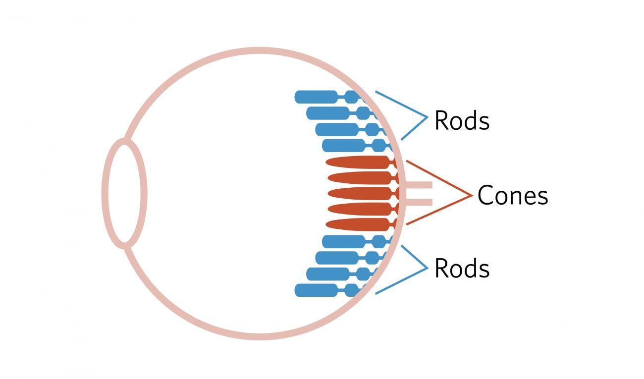 Diagram of the eye, including a small number of cone receptor cells in the center of the back of the eye, and a larger set of rod cells filling the rest of the back of the eye.