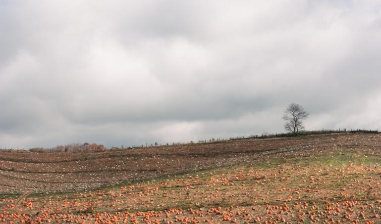 Pumpkin patch