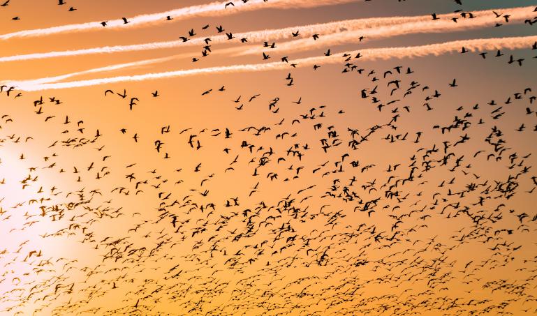 Flock migrating
