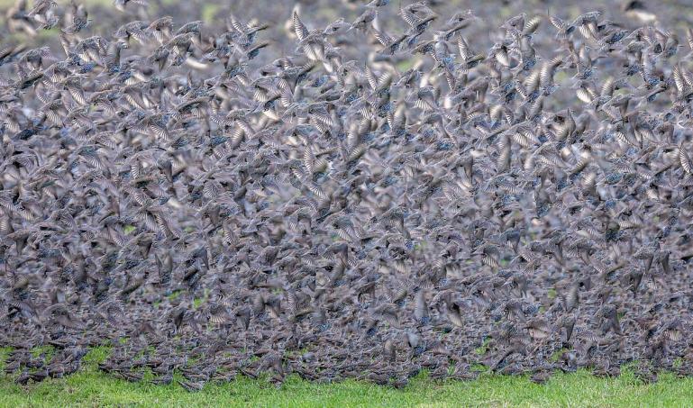 Flock migrating