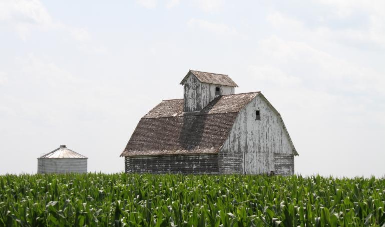Iowa - a barn and silo in a corn field