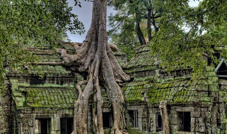 Tree roots growing on top of stone structures
