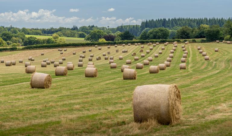 Bales of hay in a green field