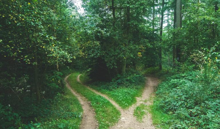Two dirt paths in a forest, forking in different directions