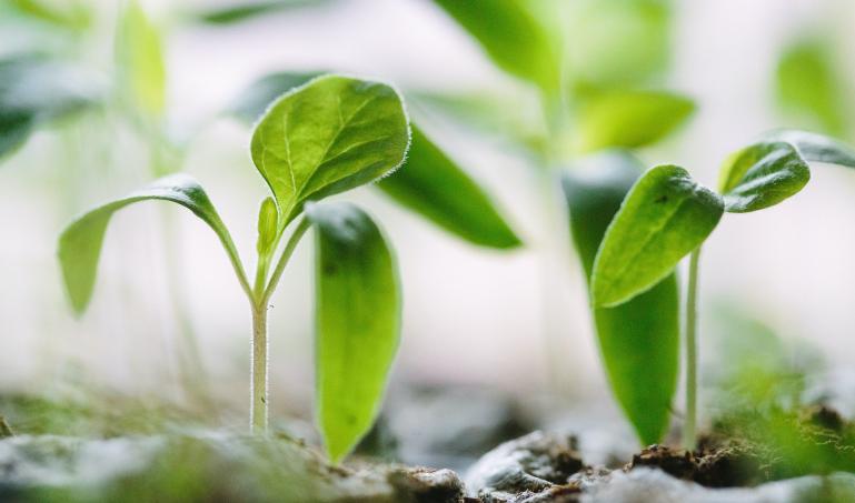 green seedlings
