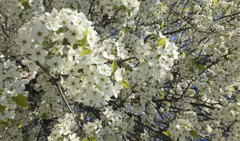 Spring blossoms