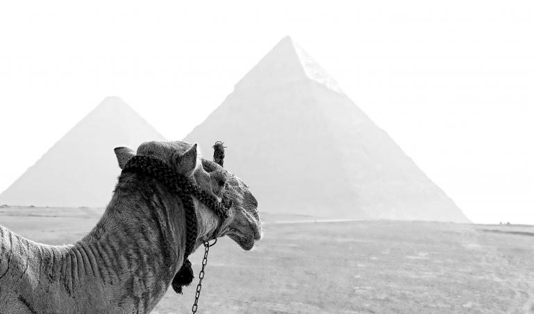 A Camel Stares at Pyramids in the Distance