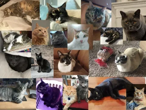 Cats posted in Lullabot Slack channel, #cats.
