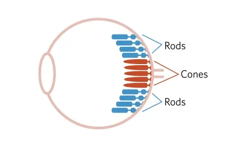 Diagram of the eye, including a small number of cone receptor cells in the center of the back of the eye, and a larger set of rod cells filling the rest of the back of the eye. 